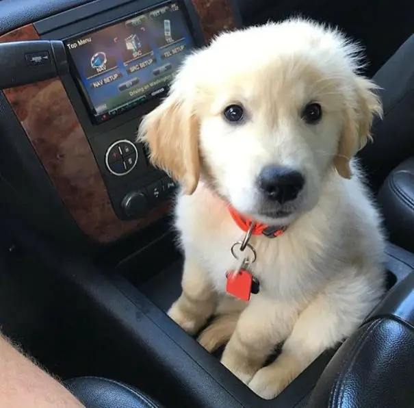 A Golden Retriever puppy sitting inside the car while staring with its adorable eyes