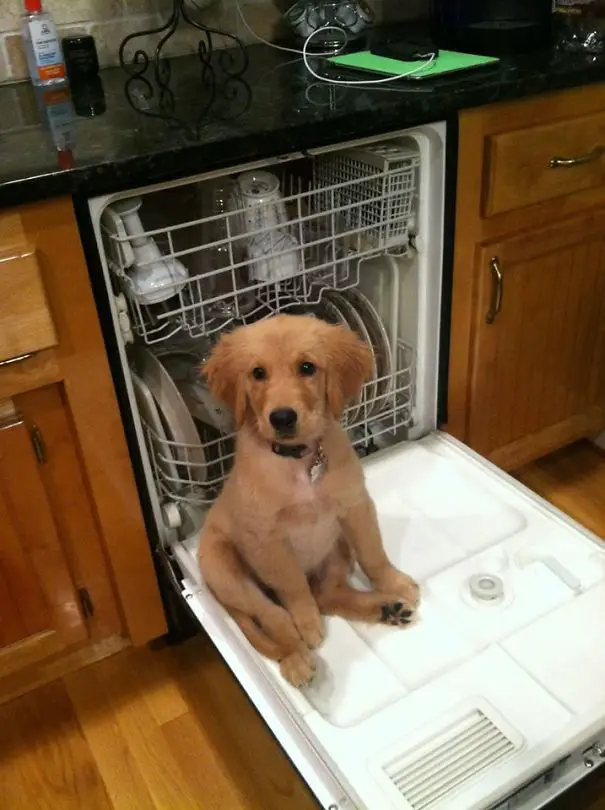 A Golden Retriever puppy sitting on the back of a dishwasher