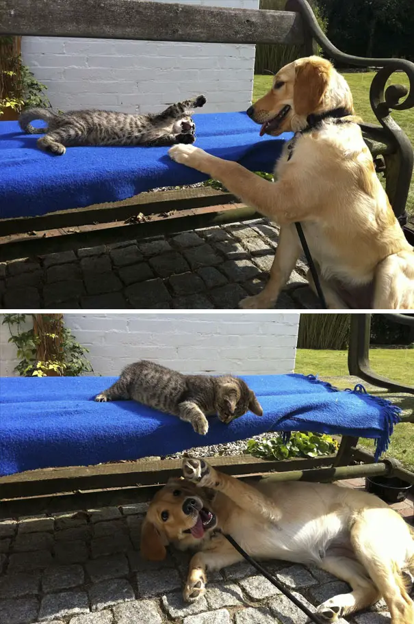 A Golden Retriever sitting on the pavement while playing with the cat lying on top of the bench in the yard