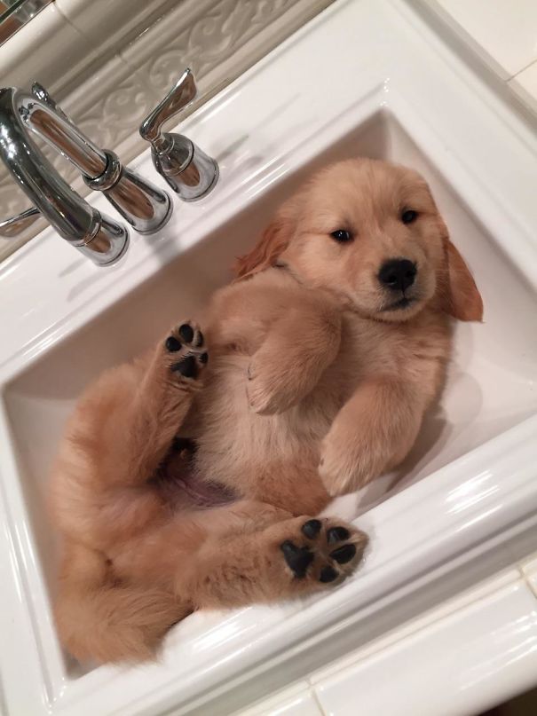 A Golden Retriever puppy in a sink