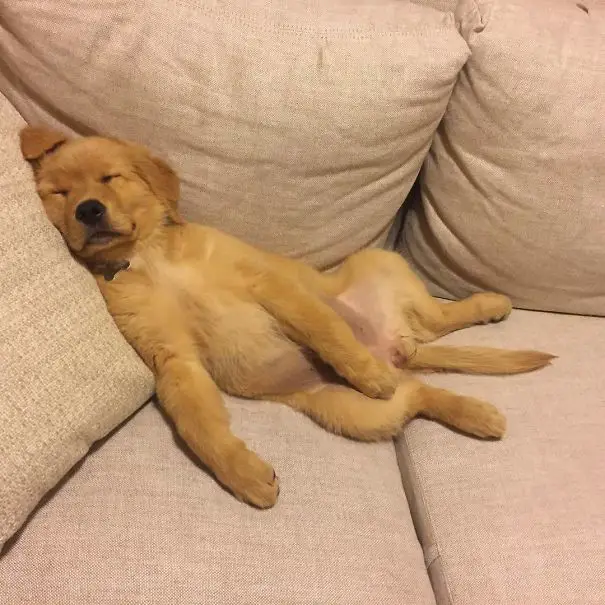 A Golden Retriever puppy sleeping on the couch