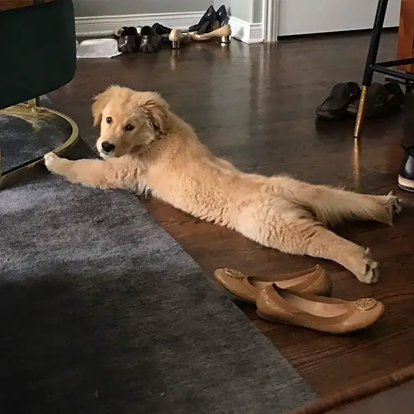 A Golden Retriever puppy lying on the floor