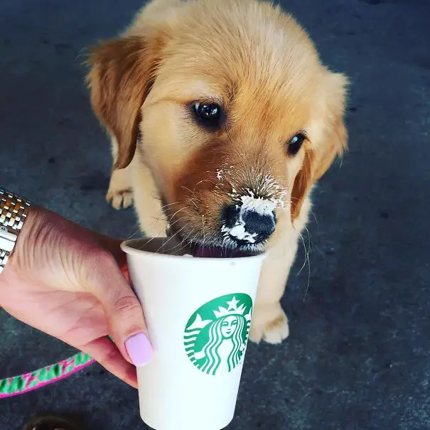 A Golden Retriever puppy standing on the floor while licking a starbucks drink