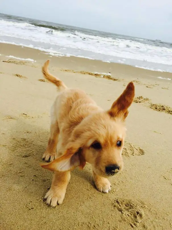 A Golden Retriever puppy standing in the sand at the beach