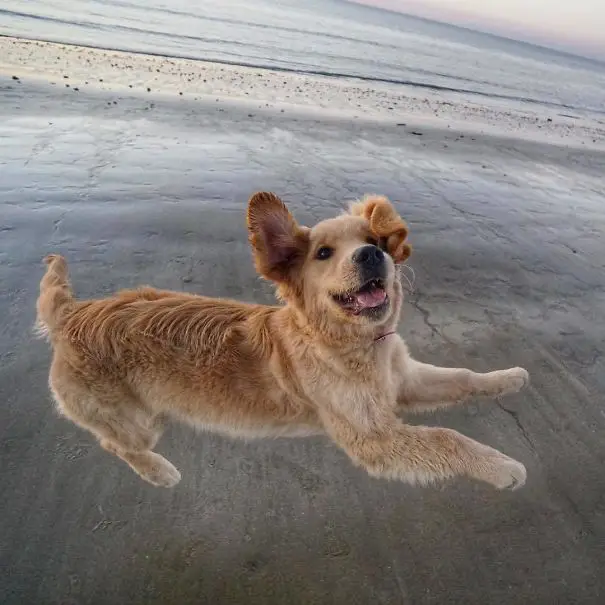 A Golden Retriever having fun at the beach