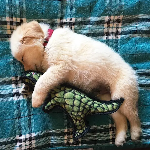 A Golden Retriever puppy sleeping on the bed with its stuffed toy