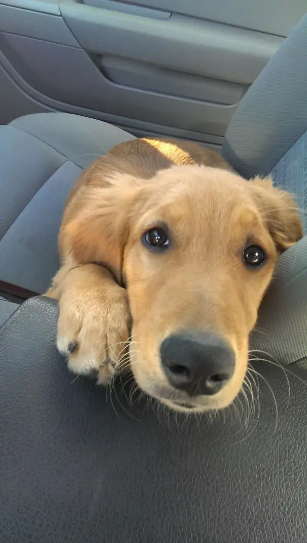 A Golden Retriever in the passenger seat with its begging face on the middle console of the car