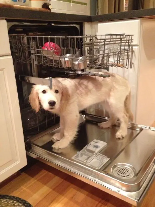A Golden Retriever puppy standing in the dishwasher