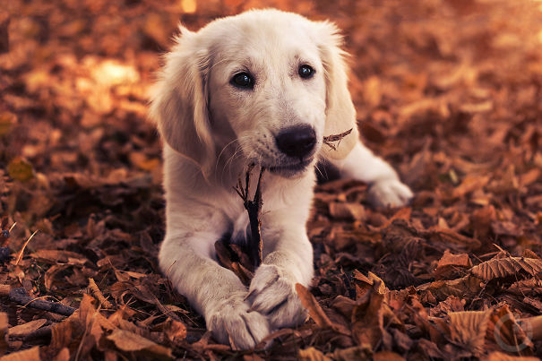 A Golden Retriever puppy lying in the dried leaves on the ground