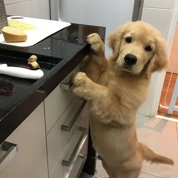 A Golden Retriever puppy leaning towards the counter with its begging face