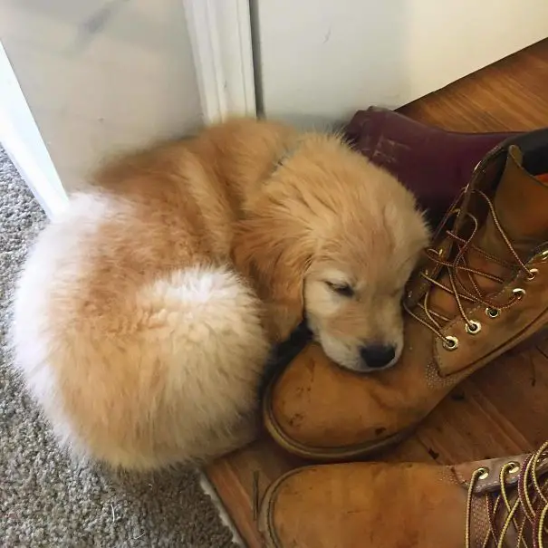 A Golden Retriever puppy curled up sleeping on the floor next to the pair of shoes