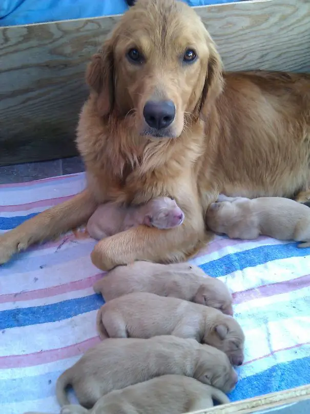 A Golden Retriever lying on her bed with her six puppies
