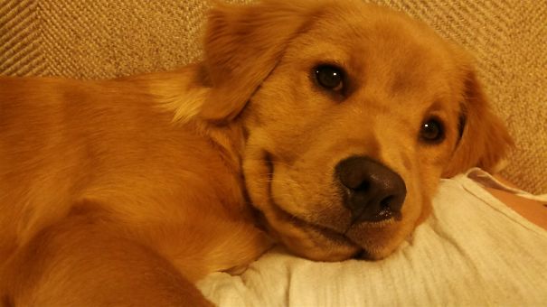 A Golden Retriever puppy lying on the couch while smiling