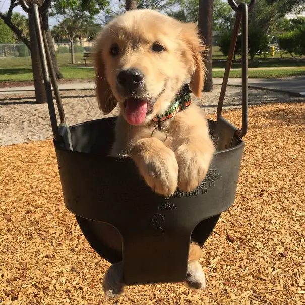 A Golden Retriever puppy sitting in swing at the park under the sun