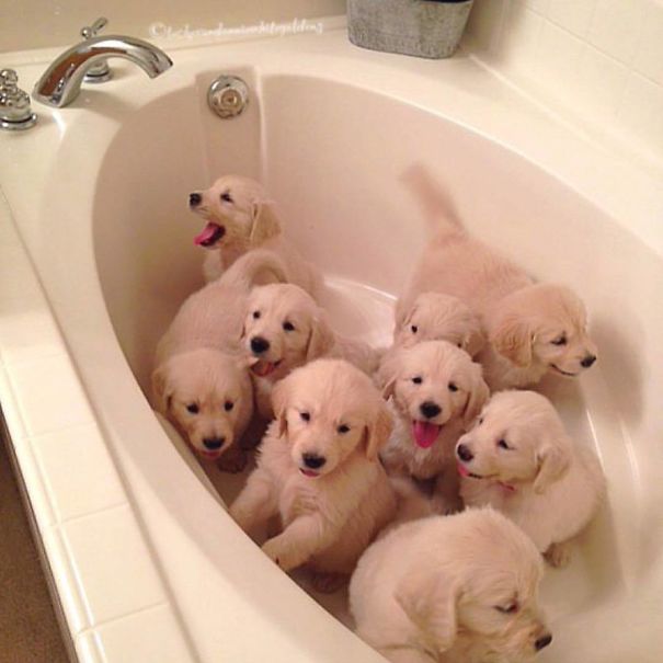 adorable Golden Retriever puppies in the bathtub