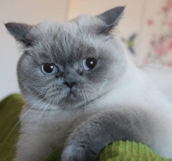 50-grumpy-cat-names-the-paws