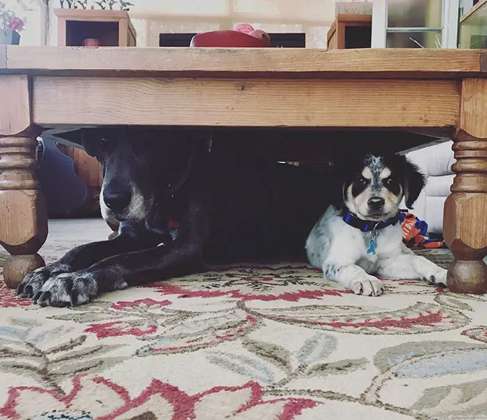 Great Dane lying down under the table with the Border Collier puppy