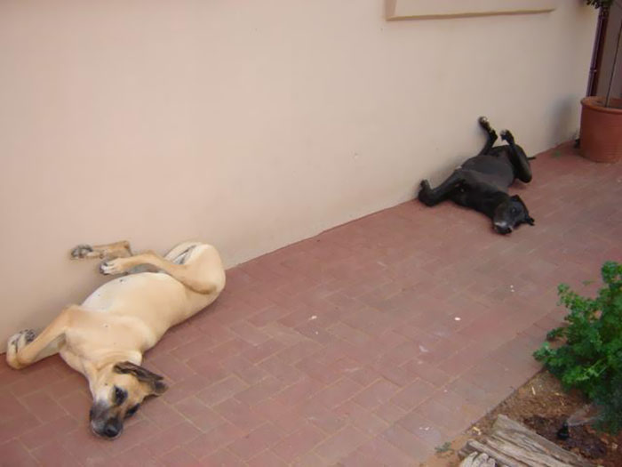 two Great Danes lying on the floor beside the wall with their legs spread out