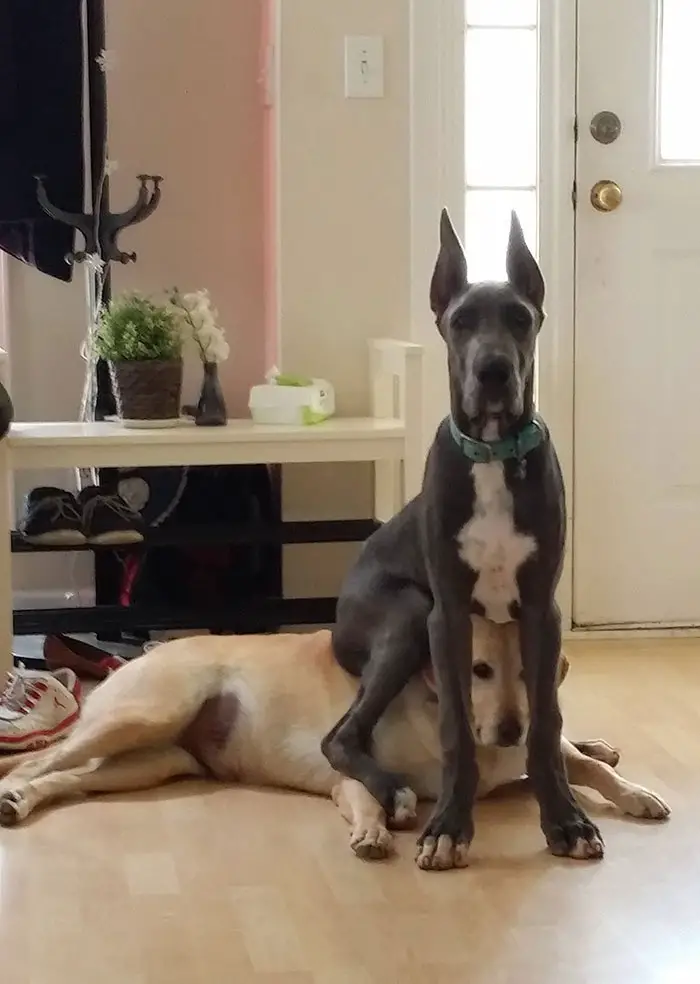 Great Dane sitting on top of a Labrador lying on the floor