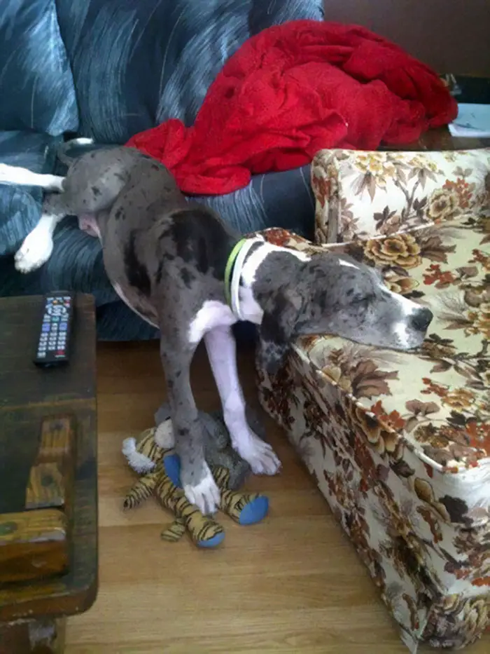 Great Dane sleeping in the living room with its butt on the couch, its body is hanging, and its head is across the other couch