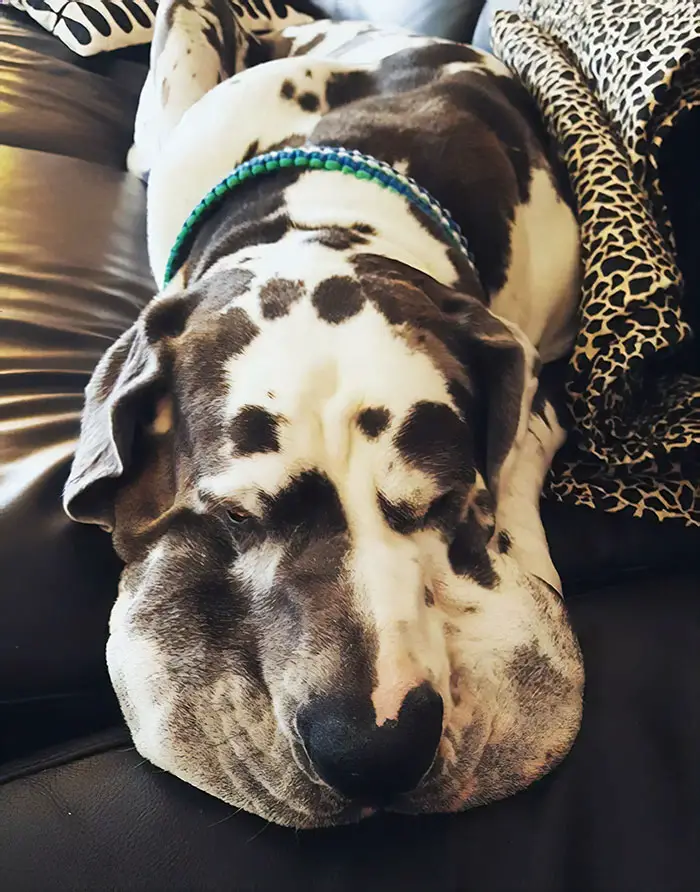 Great Dane lying down sleeping on the couch with the skin on its face are spread out