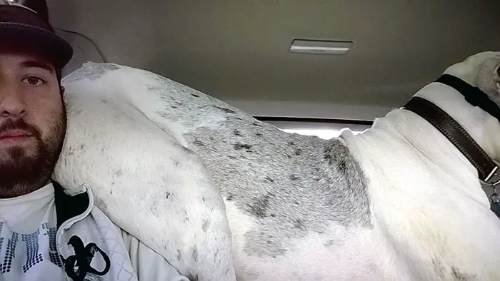 Great Dane inside the car with its butt leaning on the side of a mans face
