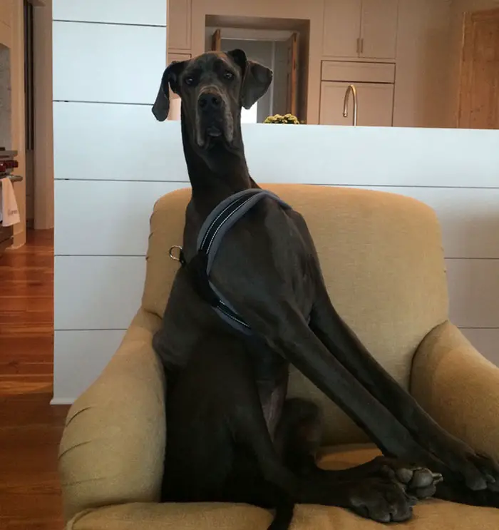 black Great Dane sitting on the chair with its confused face