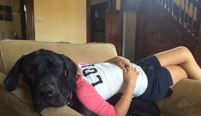 Great Dane sleeping on the couch with a girl lying on top of him