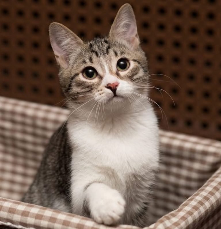 50 Grey and White Cat Names The Paws