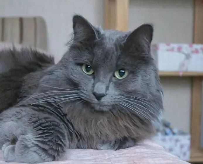 150 Best Grey Cat Names - The Paws