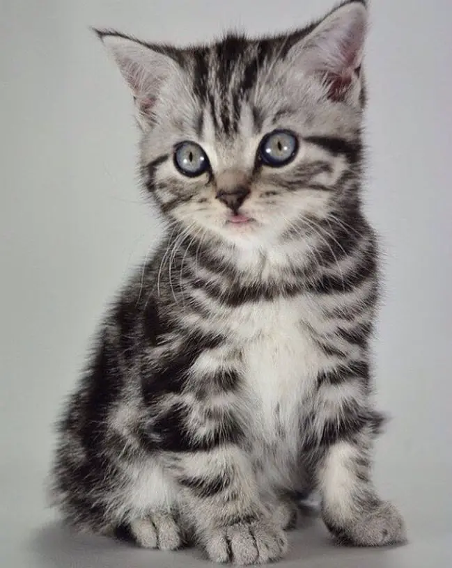 20 Grey Tabby Cat Names The Paws