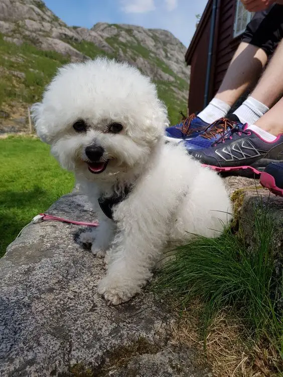 Bichon Frise on top of the mountain