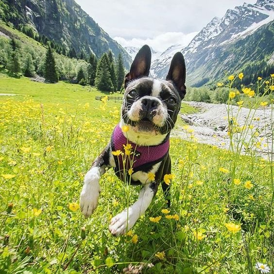 Boston Terrier running outdoors