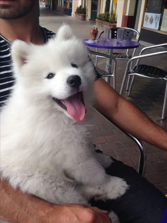 Samoyed puppy sitting in its owner's lap