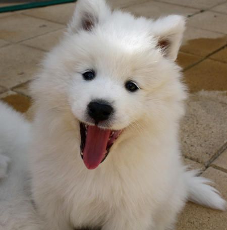 Samoyed sitting on the floor smiling with its tongue sticking out