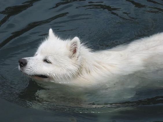 Samoyed swimming