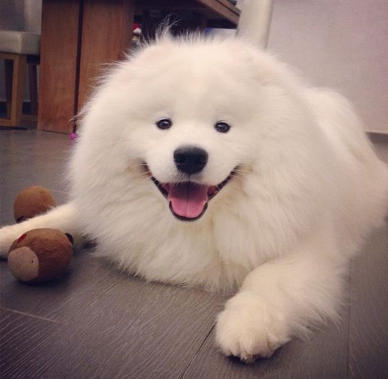 Samoyed puppy lying on the floor with its toy