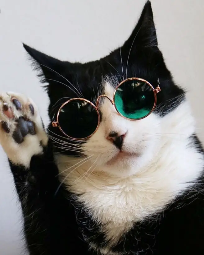 hippie-cat-1.jpg