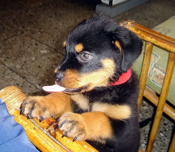 A Rottweiler sitting at the table with its tongue out