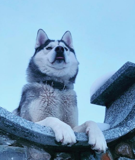 30 Best Toys for Siberian Huskies The Paws