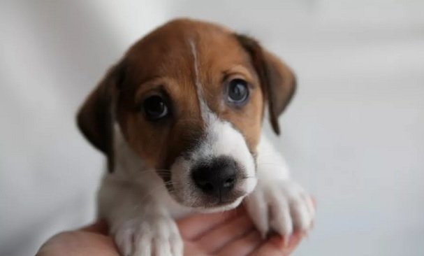 90 Female Jack Russell Terrier Dog Names The Paws