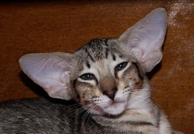 70 Best Korean Cat Names