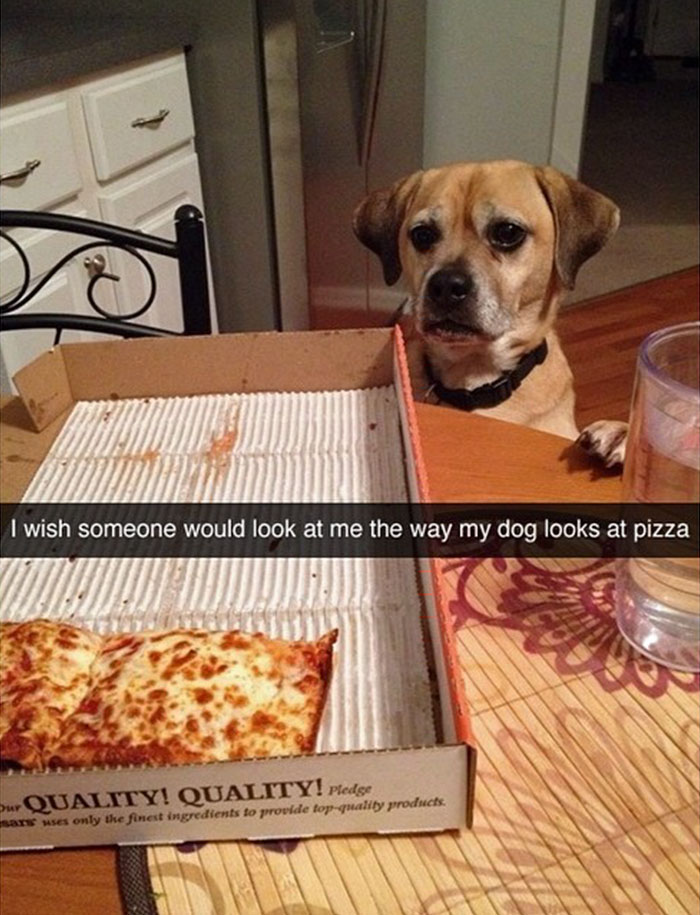 Labrador standing up behind the table while staring at the pizza photo with caption-