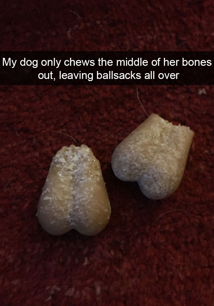 end of the bone treat that looks like a ballsacks on the floor photo with caption- 