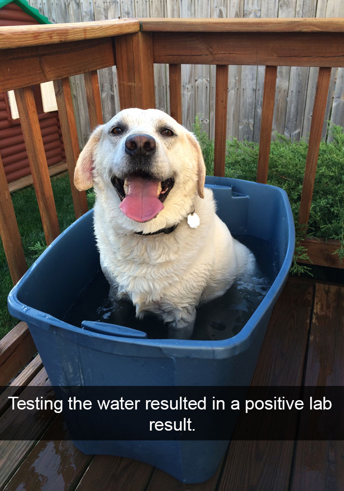 yellow Labrador sitting inside the bucket filled with water in the balcony while smiling photo with caption-