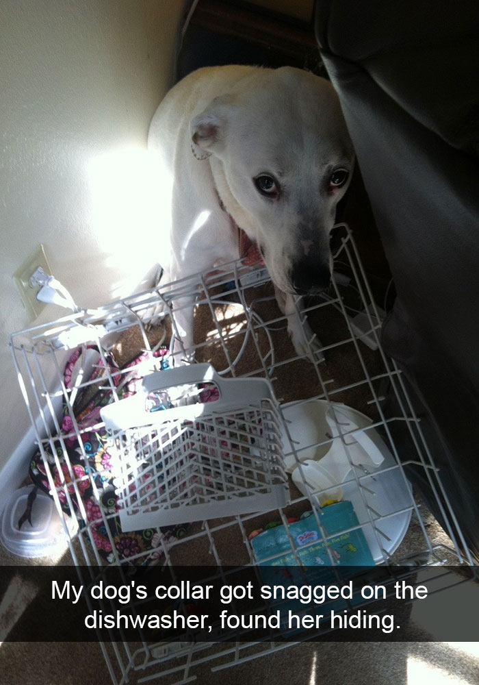 Labrador hiding behind the couch with a dishwasher tray stuck in its collar photo with caption-