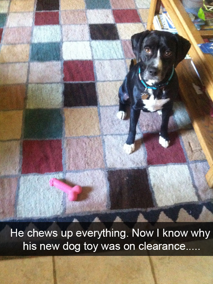 Labrador sitting on the carpet with its sad face and a bone toy with chewed end in front of him photo with caption 
