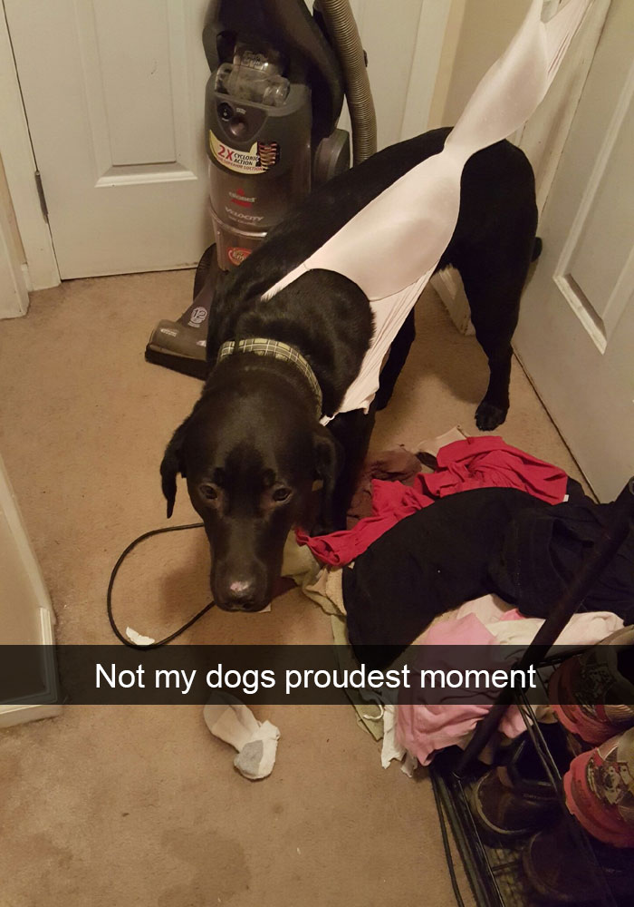 Labrador with a strap of the bra stuck in its neck while standing on the floor photo with a caption-
