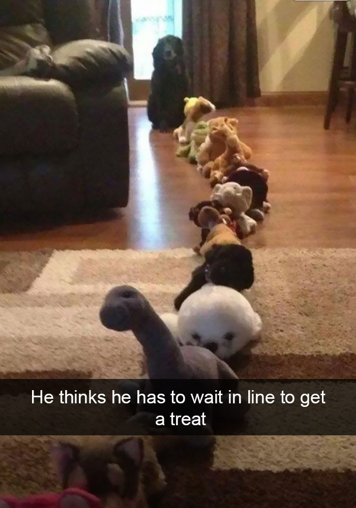 Labrador sitting at the end of the line made of stuffed toys photo with caption- 