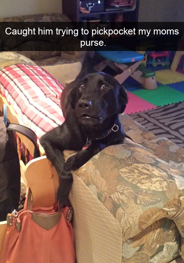Labrador lying on top of the couch while next to hanging purse with its scared face photo and a caption 